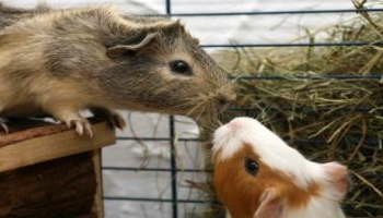 Pets at home store rehoming guinea pigs